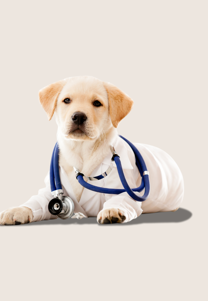 Pet First Aid: What to Do in Common Emergencies